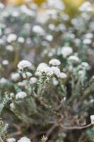 fynbos sul-africano foto