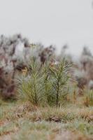 fynbos sul-africano foto