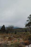 fynbos sul-africano foto