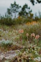 fynbos sul-africano foto