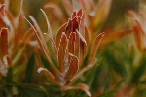 fynbos sul-africano foto