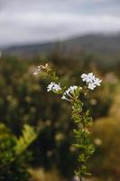 fynbos sul-africano foto