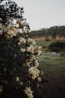 fynbos sul-africano foto