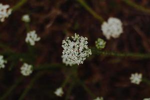 fynbos sul-africano foto