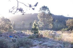 fynbos sul-africano foto