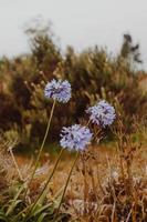 fynbos sul-africano foto