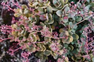 fynbos sul-africano foto