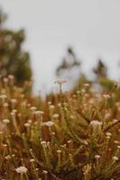 fynbos sul-africano foto