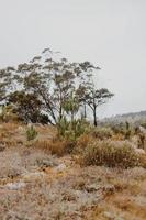 fynbos sul-africano foto