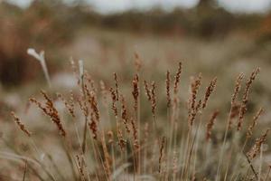 fynbos sul-africano foto