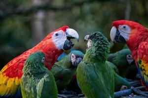 grupo de papagaios ara, arara vermelha papagaio, ara macao e militar arara - ara militaris foto