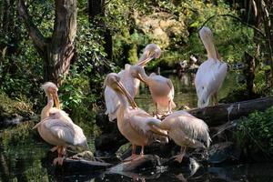 grupo de pelicanos brancos descansando na beira do lago foto