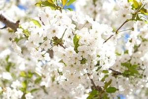 ramo de flores brancas da árvore de ameixa cereja no início da primavera. incrível banner de primavera floral natural ou cartão de felicitações, cartão postal, pôster. foco seletivo foto