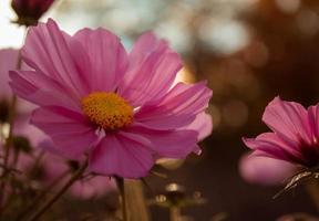 closeup de flor de outono rosa calma de um zéfiro azul foto