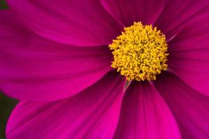 closeup de flor rosa brilhante de frente para o zéfiro azul
