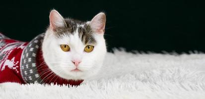 banner de saudações de natal ou ano novo com lindo gato branco e malhado vestindo suéter vermelho. banner com lugar para texto foto