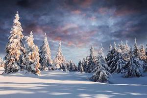 bela paisagem majestosa de inverno com neve nas árvores. natureza selvagem foto