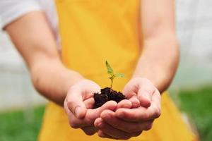 segurando a planta nas mãos. jovem trabalhador de estufa em uniforme amarelo tem trabalho dentro da estufa foto