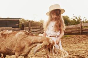 menina com roupas brancas está na fazenda no verão ao ar livre com cabras foto