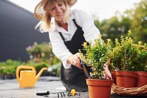 trabalhando com plantas em vasos. mulher sênior está no jardim durante o dia. concepção de plantas e estações foto