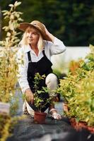 segurando o pote nas mãos. mulher sênior está no jardim durante o dia. concepção de plantas e estações foto