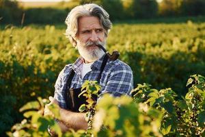 fumando e olhando para bagas. homem estiloso sênior com cabelos grisalhos e barba no campo agrícola com colheita foto