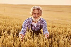 caminhando. homem estiloso sênior com cabelos grisalhos e barba no campo agrícola com colheita foto