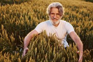 olha para a colheita fresca. homem elegante sênior com cabelos grisalhos e barba no campo agrícola foto