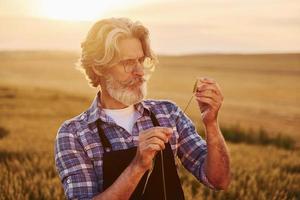 caminhando. homem estiloso sênior com cabelos grisalhos e barba no campo agrícola com colheita foto