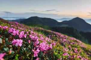 flores violetas florescendo. majestosas montanhas dos cárpatos. bela paisagem de natureza intocada foto