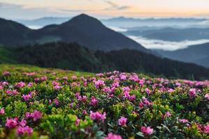 flores violetas florescendo. majestosas montanhas dos cárpatos. bela paisagem de natureza intocada foto