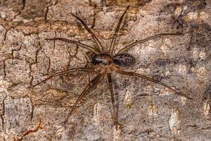 pequena aranha corinóide foto