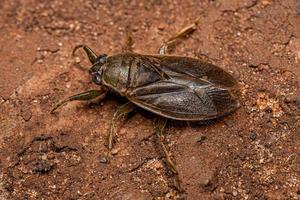 inseto gigante aquático adulto foto