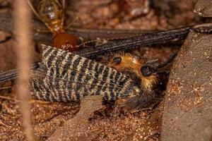 mariposa florestal adulta morta foto