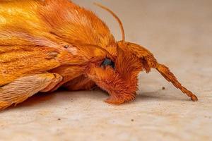 mariposa lagarta lesma fêmea adulta foto