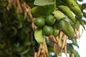 fruta pequena de limão foto