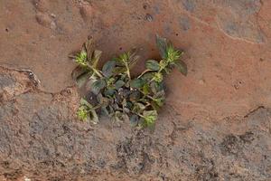 pequena planta de asma foto