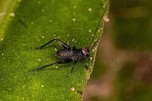 verdadeira ninfa de críquete foto