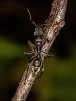 formiga ponerine fêmea adulta foto