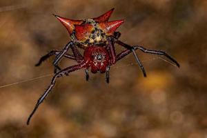 orbweaver fêmea adulta foto