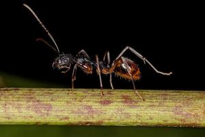 formiga adulta odorífera foto