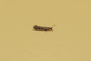 inseto caddisfly adulto foto