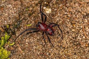 orbweaver macho adulto foto