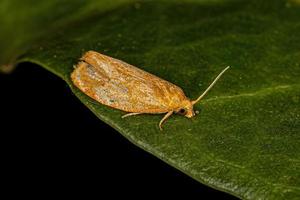 mariposa enroladora de folhas tortricina adulta foto