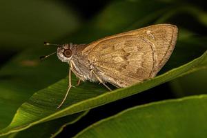 borboleta skipper adulta foto