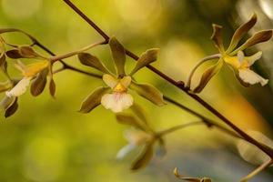 pequena flor de orquídea foto