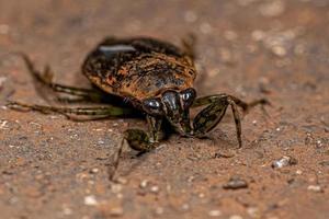 inseto gigante aquático adulto foto