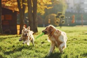 correndo com frisbee. dois lindos cães golden retriever caminham juntos ao ar livre no parque foto