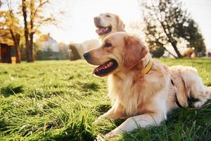 sentado na grama. dois lindos cães golden retriever caminham juntos ao ar livre no parque foto