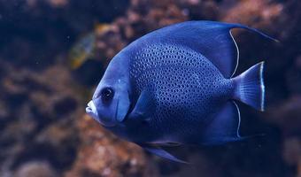 o peixe aracana ornata está debaixo d'água. vista de perto. vida no oceano foto